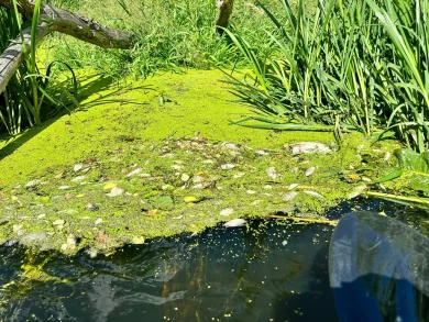 В белгородском водоеме тысячи рыб всплыли кверху брюхом