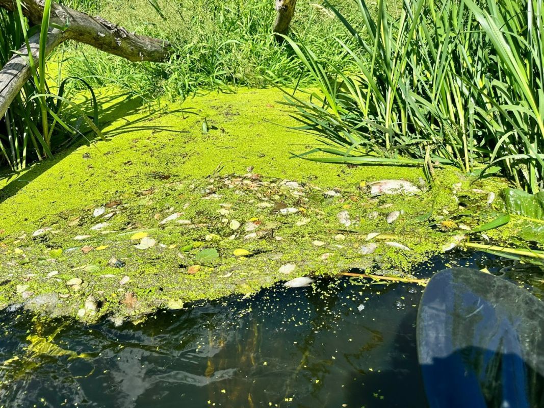 Прокуратура подключилась к проверке по факту мора рыбы в Белгородском районе