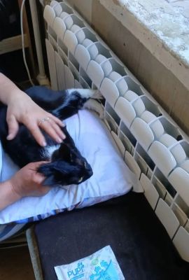 Домашний котик попал в нелепую ситуацию из-за слишком острых когтей