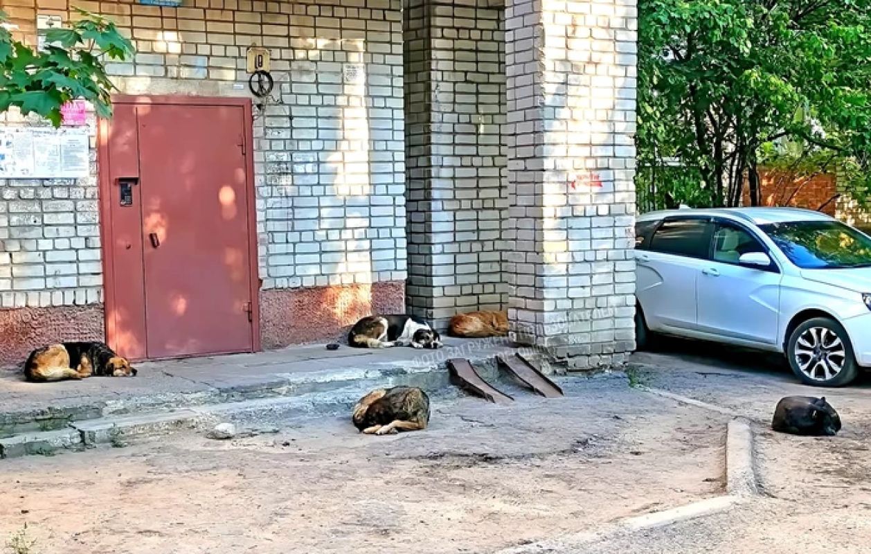 Стая собак оккупировала воронежский подъезд&nbsp;