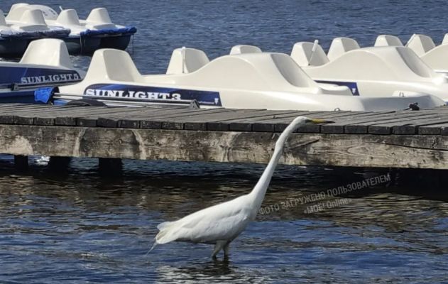 Цаплю, важно гуляющую вдоль набережной воронежского парка, заметили горожане