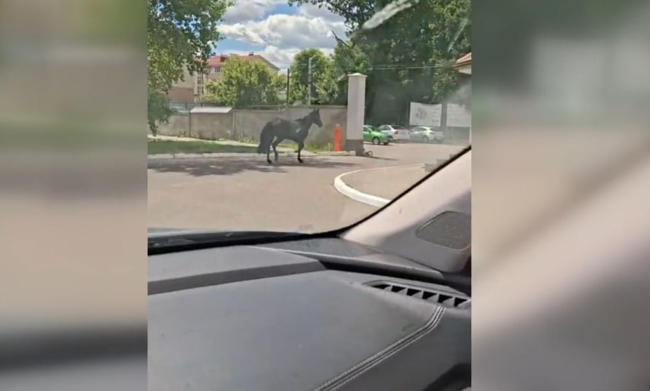 Неожиданная встреча попала на&nbsp;видео под&nbsp;Воронежем