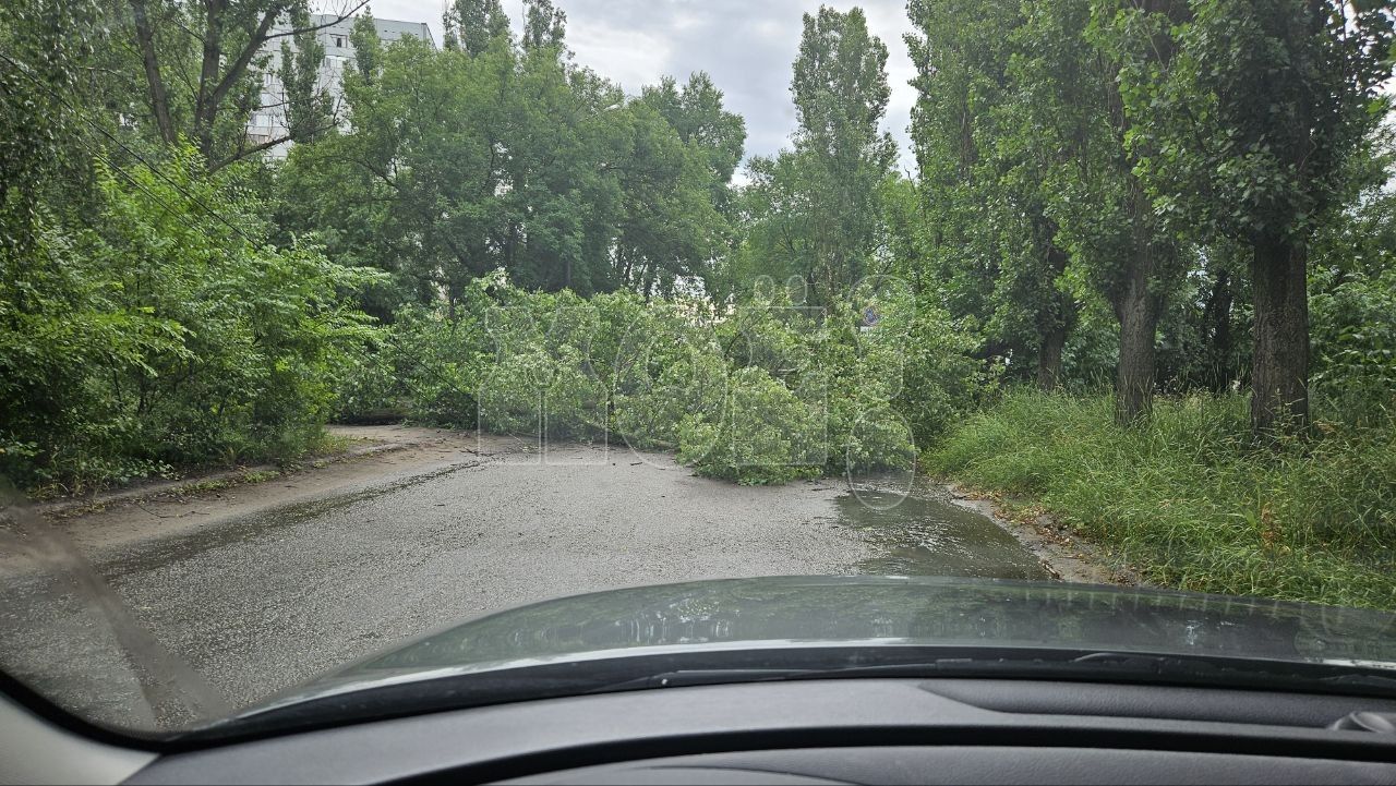 Дерево рухнуло на дорогу и перекрыло проезд в Воронеже