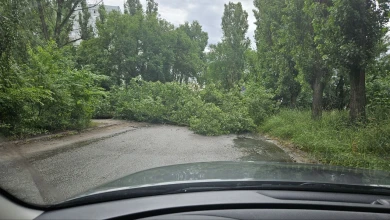 Дерево рухнуло на дорогу и перекрыло проезд в Воронеже