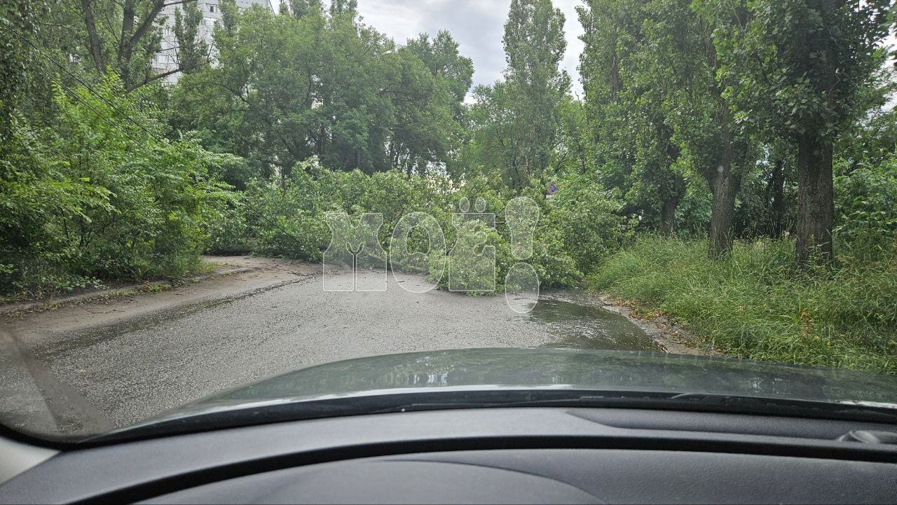 Воронежское управление ГО и&nbsp;ЧС прокомментировало падение дерева на&nbsp;Остужева