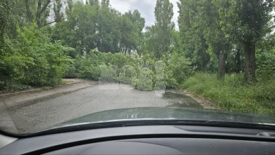 Воронежское управление ГО и ЧС прокомментировало падение дерева на Остужева