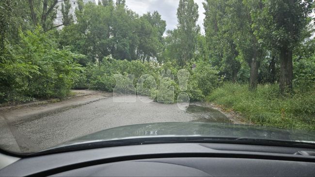 Воронежское управление ГО и ЧС прокомментировало падение дерева на Остужева