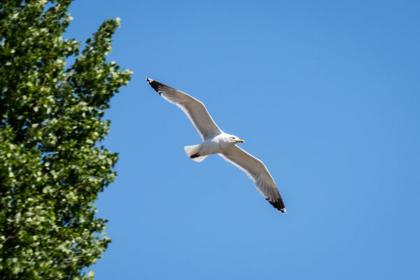 Прогноз погоды в Воронеже на воскресенье, 28 июня