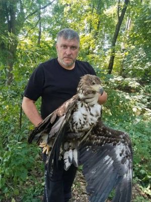 Охотнадзор спас белгородского орлана из плена