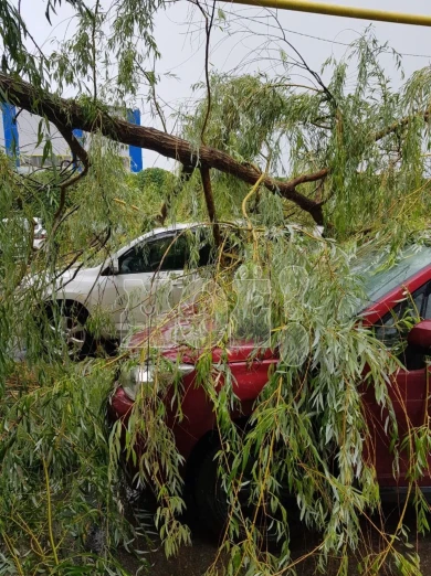 Дерево рухнуло на машины во время буйства стихии под Воронежем