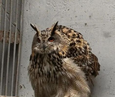 Воронежский зоопарк принял нового обитателя из Красной книги