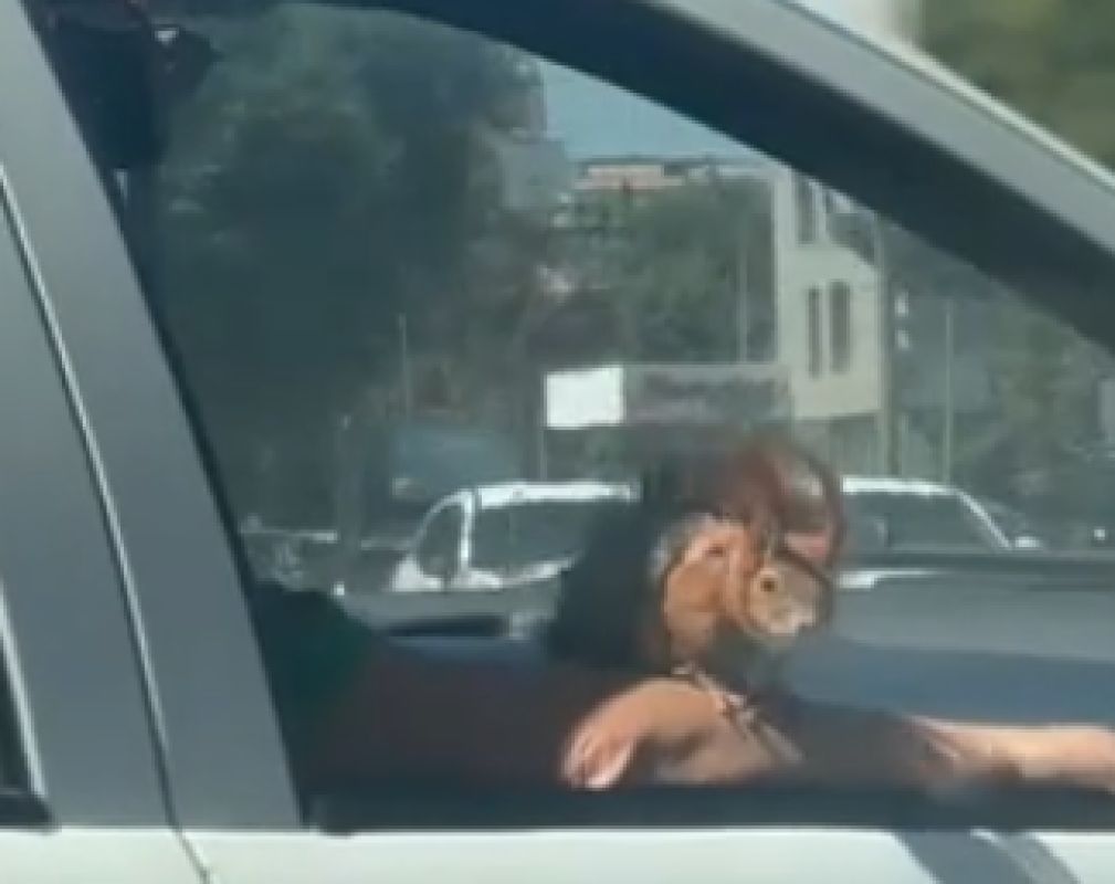 Необычного пассажира авто заметили в центре Воронежа