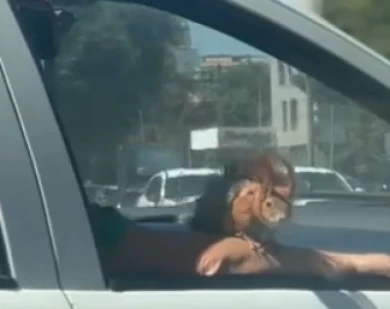Необычного пассажира авто заметили в центре Воронежа