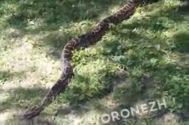 Огромную змею на прогулке в парке заметили воронежцы (ВИДЕО)