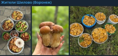 «Выносят вёдрами». Воронежцы похвастались умопомрачительным урожаем грибов