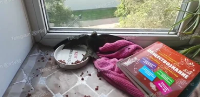 Незваный гость на подоконнике шокировал воронежанку