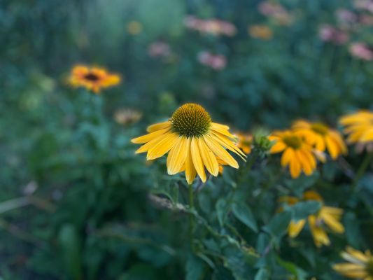 Прогноз погоды в Воронеже на субботу, 25 июля
