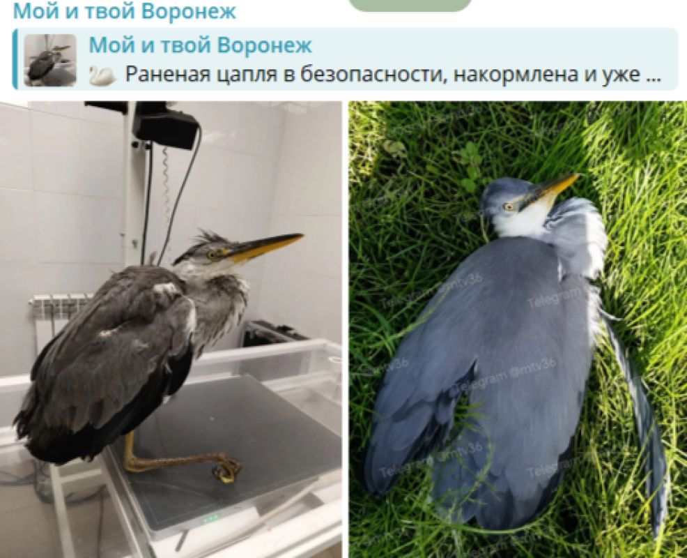 «Не пережила ночь». Спасательная операция, проведённая воронежцами, закончилась печально