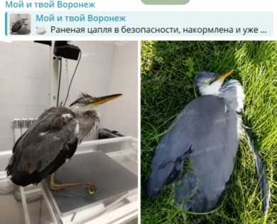«Не пережила ночь». Спасательная операция, проведённая воронежцами, закончилась печально