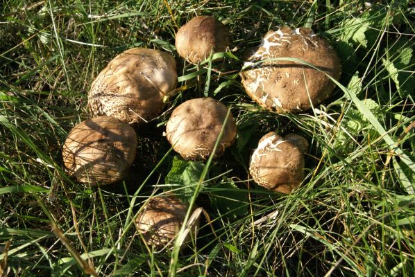 Отравились грибами 11 воронежцев