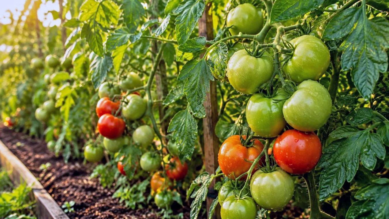 Почему не краснеют помидоры на кустах