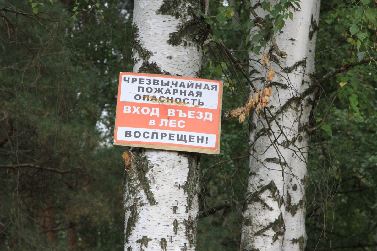 Власти Воронежской области вводят запрет на въезд в леса