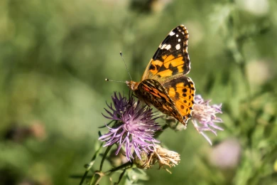 Прогноз погоды в Воронеже на пятницу, 14 августа