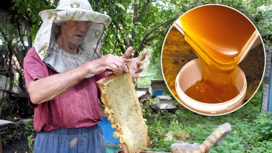 Как пчёлы помогли встать на ноги воронежскому пенсионеру