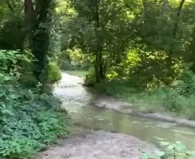 «Вонючая вода стекает к водохранилищу». Зловонная «река» в лесу возмутила воронежцев
