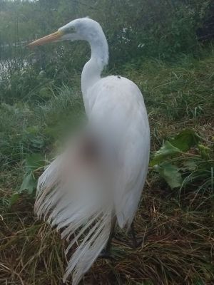 Местную знаменитость — белую цаплю — подстрелили в Воронеже