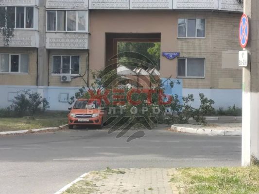 Дерево рухнуло на автомобиль и едва не задело прохожую в Белгороде