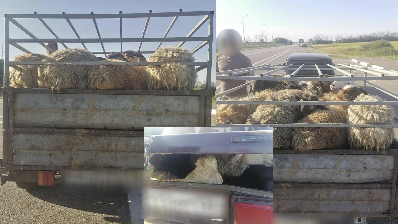 Автомобиль с нелегальными овцами задержали в Воронежской области