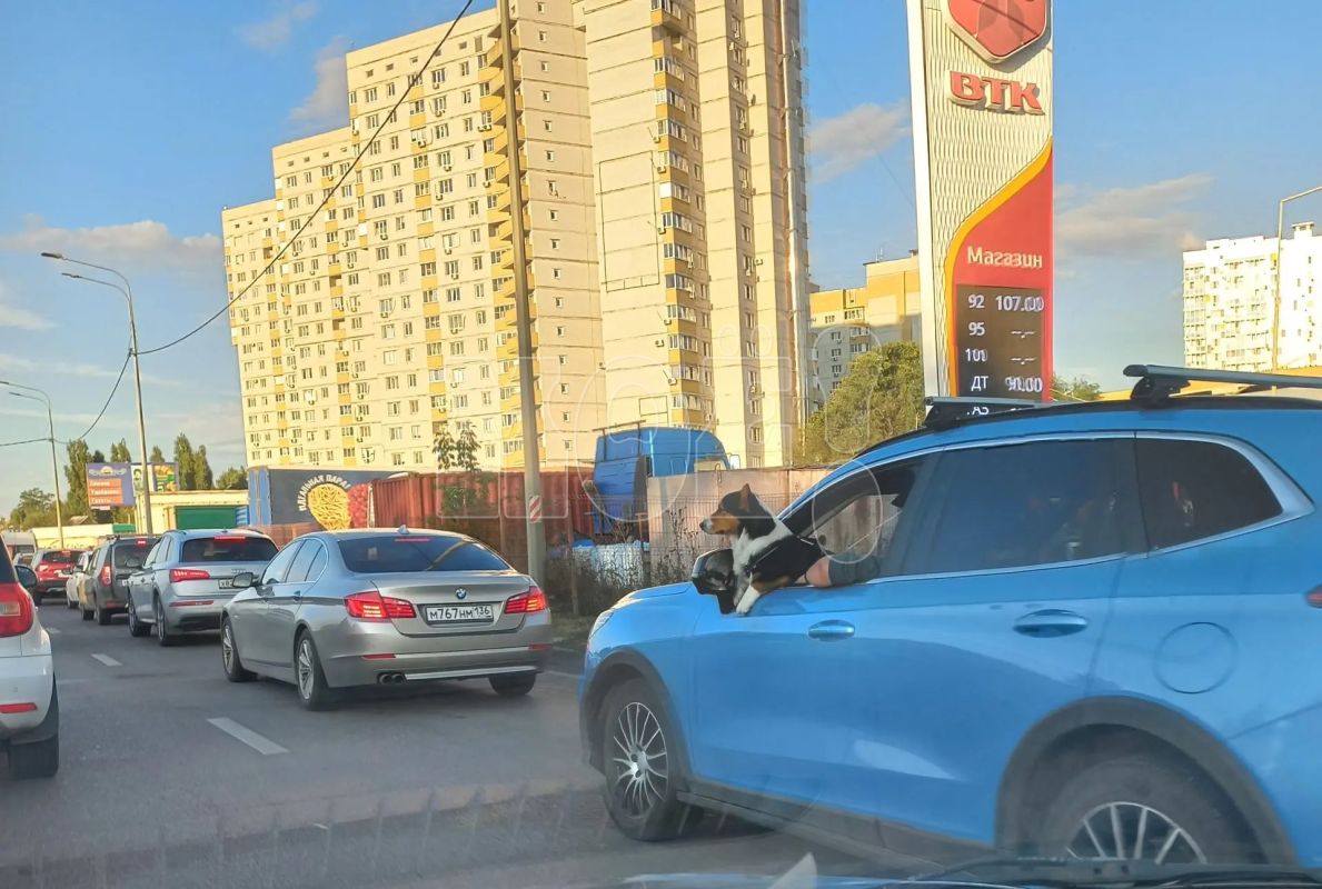 Внезапный пассажир на&nbsp;водительском сиденье удивил воронежца