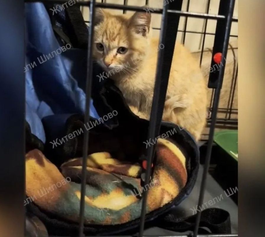 Двух котят вышвырнули из машины на ходу в Воронеже: один малыш погиб