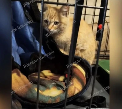 Двух котят вышвырнули из машины на ходу в Воронеже: один малыш погиб