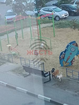 Стая агрессивных собак пугает жителей Майского