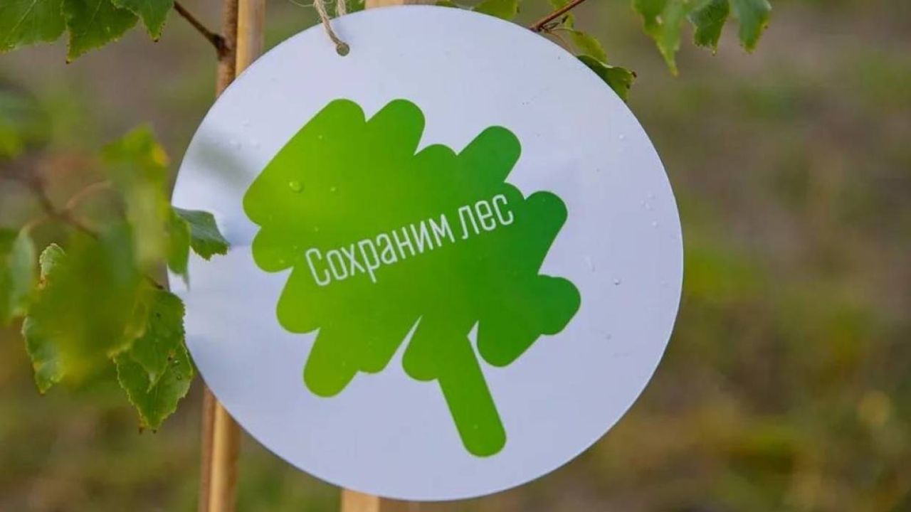 Воронежская область готовится побить лесной рекорд по озеленению