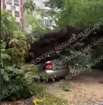 Дерево упало на парковку с автомобилями в Липецке
