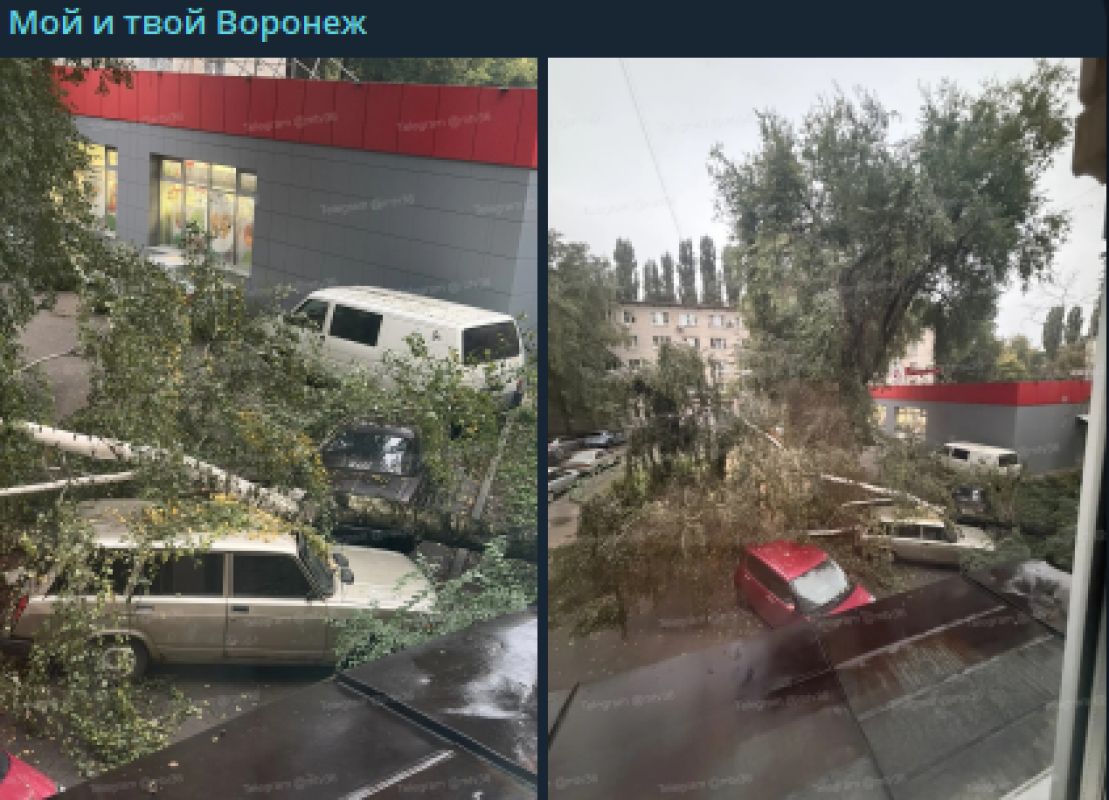 Дерево рухнуло у детской площадки в Воронеже, оборвав провода
