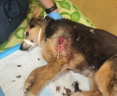 Собака пострадала во время атаки ВСУ на Воронежскую область