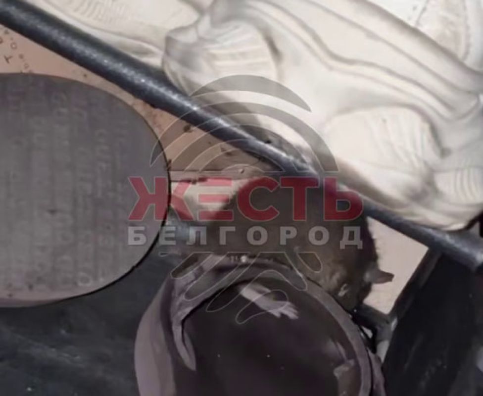 Нашествие крыс в&nbsp;белгородской многоэтажке попало на&nbsp;видео