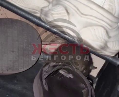 Нашествие крыс в белгородской многоэтажке попало на видео