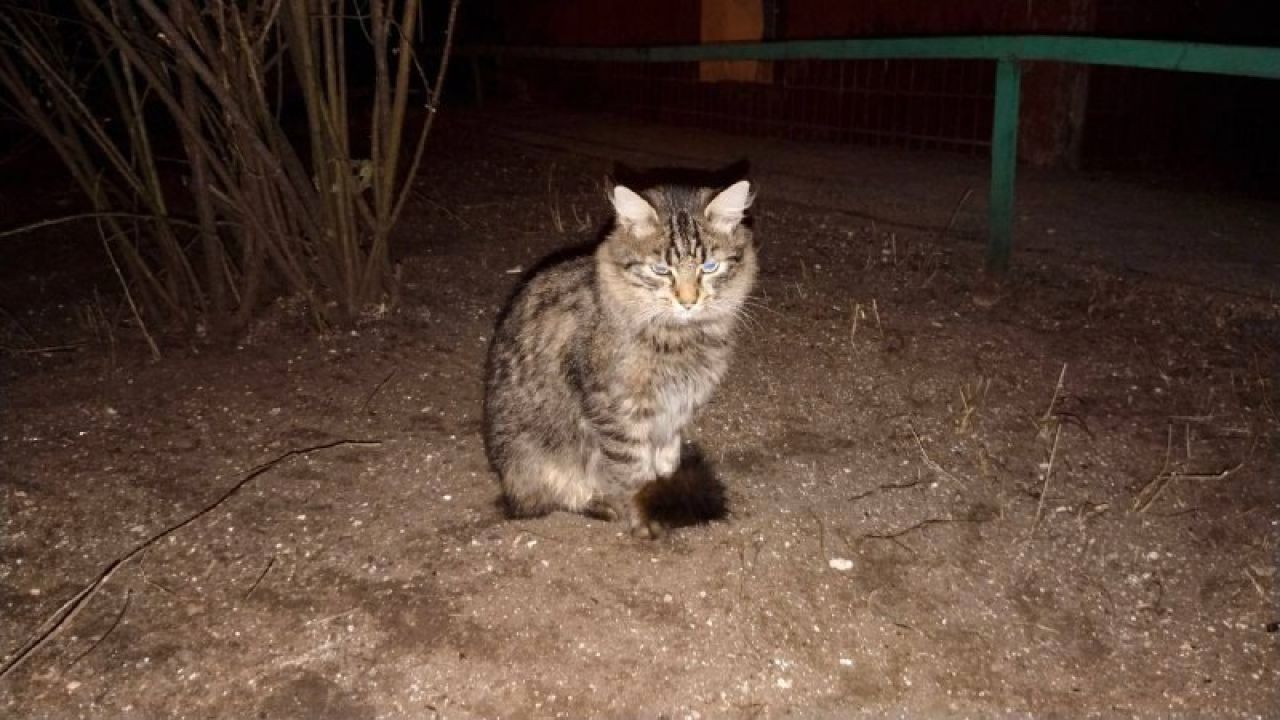 В Белгороде кот ждёт погибшую при ударе БПЛА девушку, которая его кормила