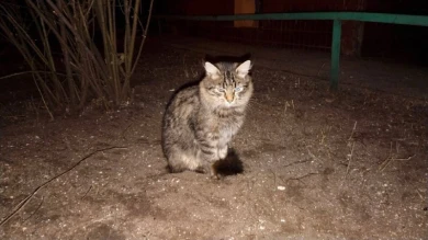 В Белгороде кот ждёт погибшую при ударе БПЛА девушку, которая его кормила