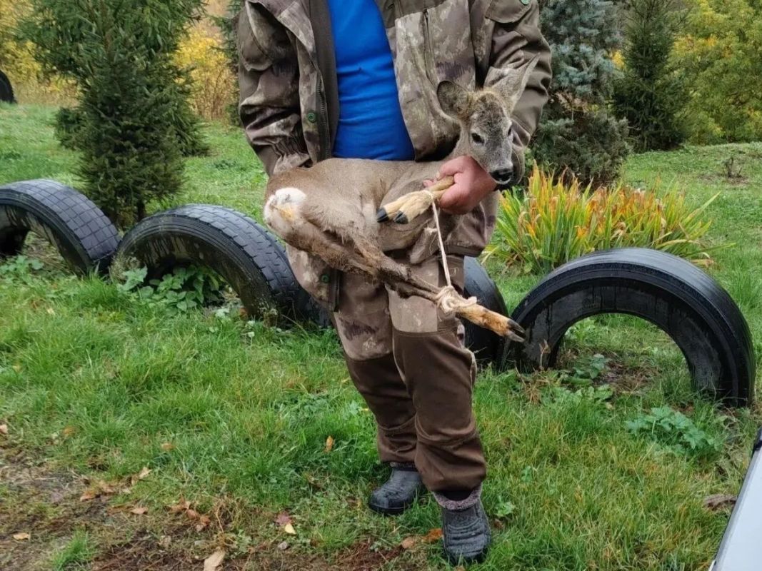 Он дрожал от страха, пока не пришли они: в Грайворонском округе спасли косулёнка