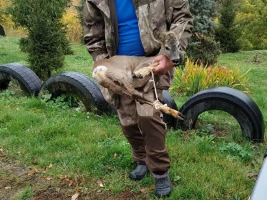 Он дрожал от страха, пока не пришли они: в Грайворонском округе спасли косулёнка