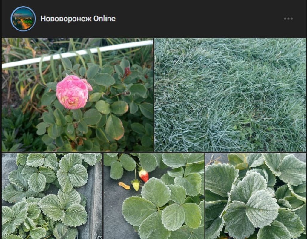 Иней на&nbsp;розе. Первые утренние заморозки пришли в&nbsp;Воронежскую область