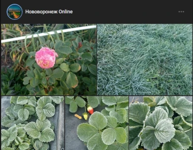 Иней на розе. Первые утренние заморозки пришли в Воронежскую область