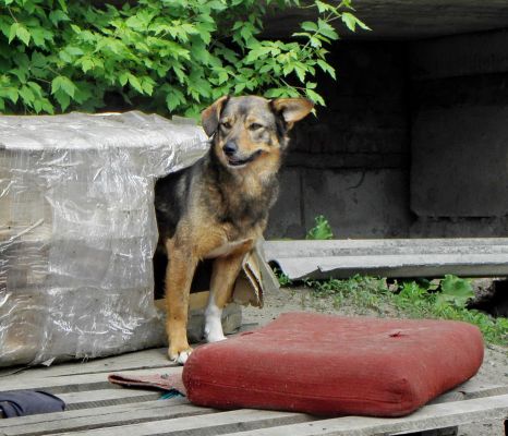 За исцарапанную бродячими собаками машину заплатит администрация Белгородского района