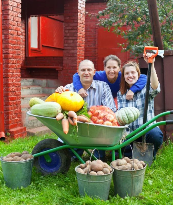 Как избавиться от вредителей — малоизвестный сидерат, после которого почва намного плодородней